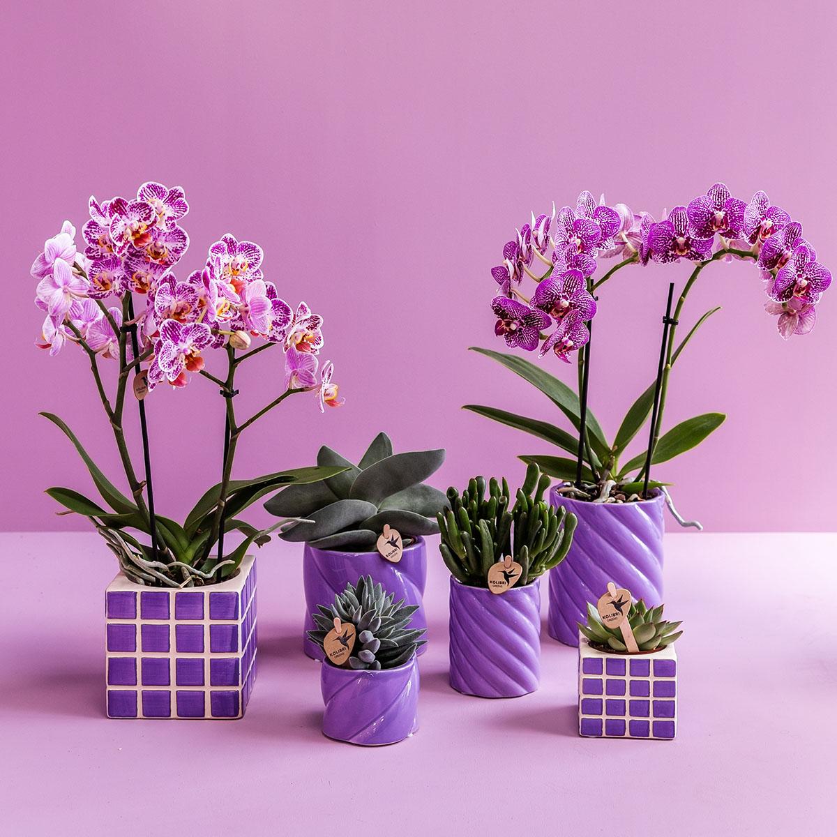 Everspring paarse keramische potten met verschillende bloemen en succulent planten voor binnen
