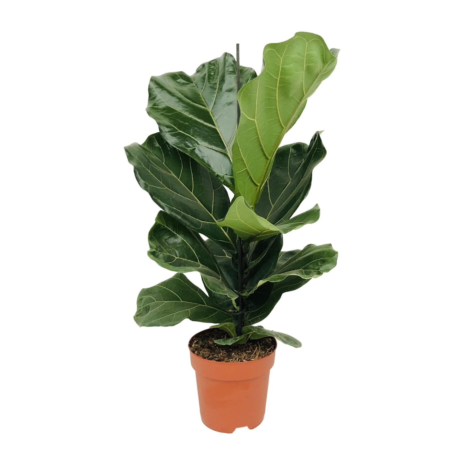 Everspring violenbladplant kopen in terracotta pot met grote glanzende groene bladeren