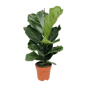 Everspring violenbladplant kopen in terracotta pot met grote glanzende groene bladeren
