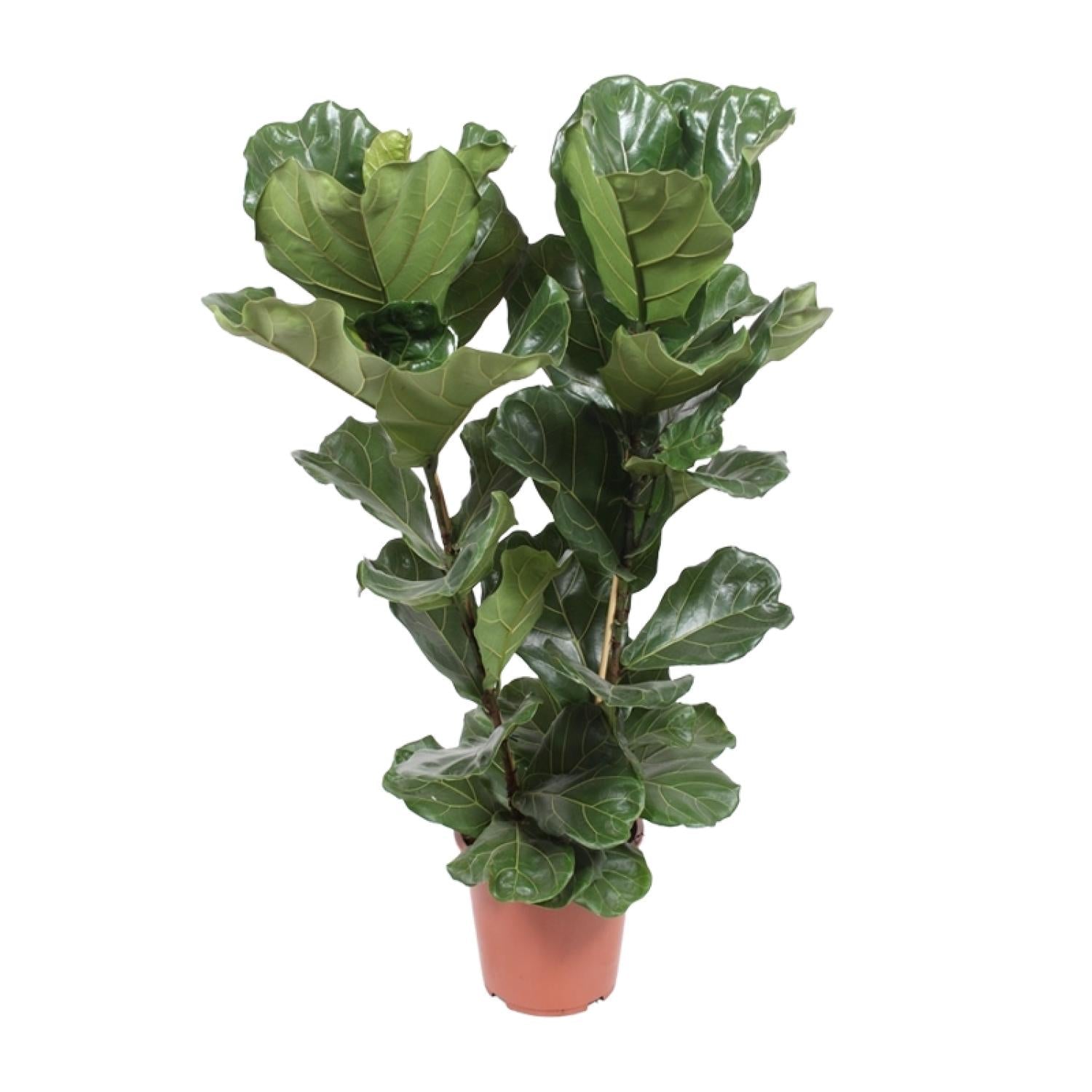 Groene violenbladplant in pot van Everspring violenbladplant kopen voor binnen decoratie