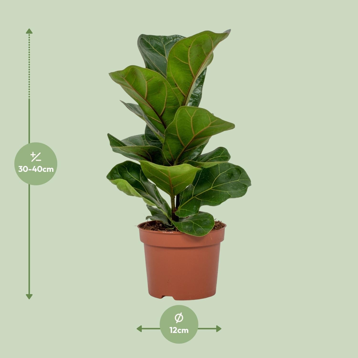 Everspring violenbladplant kopen in pot van 12 cm met hoogte van 30 tot 40 cm voor binnendecoratie