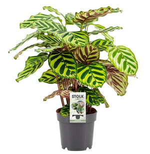 Voordeel bundel kamerplanten met groene Calathea planten in grijze pot van Myosotis Plants