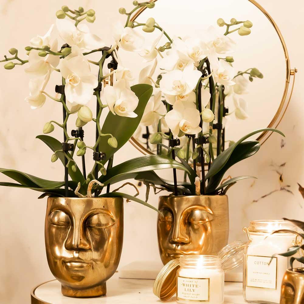 Everspring witte phalaenopsis orchidee kopen in gouden gezicht plantenpot voor een stijlvolle woondecoratie