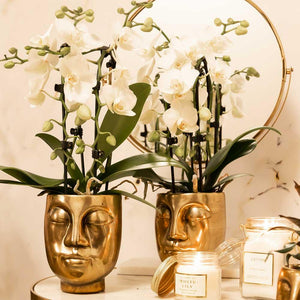 Everspring witte phalaenopsis orchidee kopen in gouden gezicht plantenpot voor een stijlvolle woondecoratie