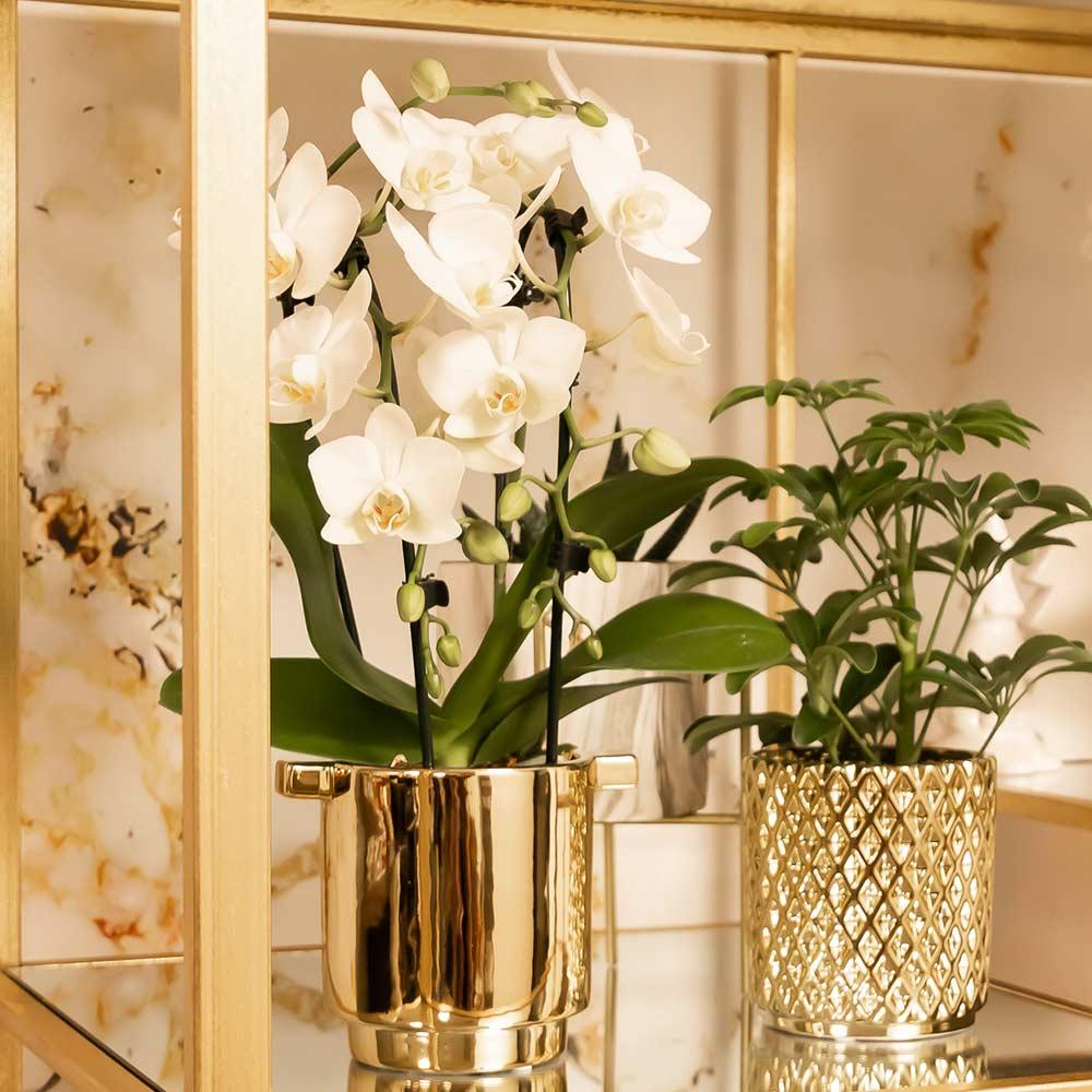 Witte phalaenopsis orchidee kopen in gouden pot naast groene plant voor elegante interieurdecoratie