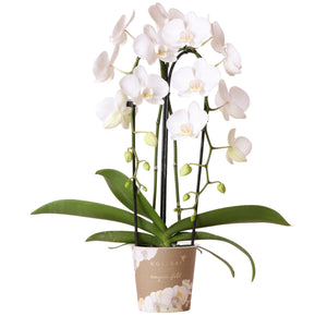 Everspring witte Phalaenopsis orchidee kopen met meerdere bloemtakken en groene bladeren in decoratieve bloempot