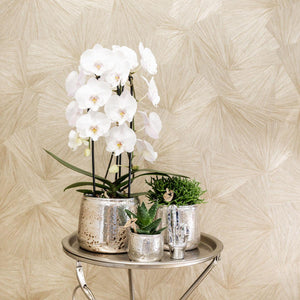 Witte Phalaenopsis orchidee kopen in zilveren pot van Everspring op metalen tafeltje met groene kamerplanten