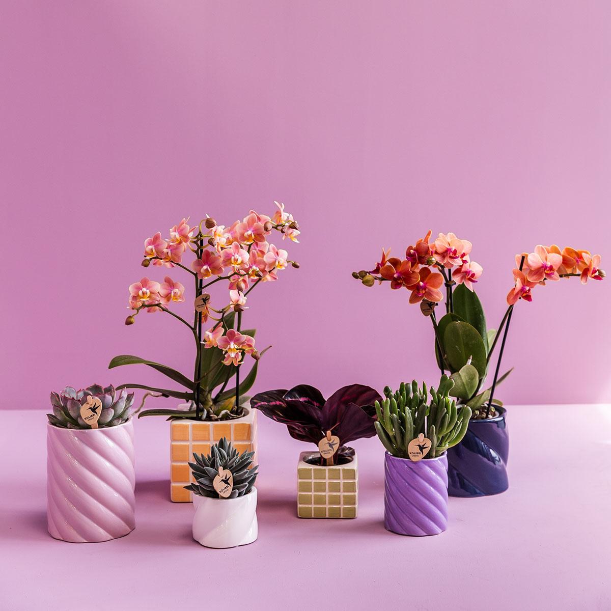 Witte sierpot voor kamerplanten met diverse bloem- en vetplanten in kleurrijke potten