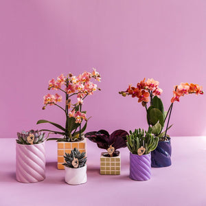 Witte sierpot voor kamerplanten met diverse bloem- en vetplanten in kleurrijke potten