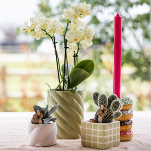 Witte sierpot voor kamerplanten van Everspring met verschillende kamerplanten en decoratieve elementen