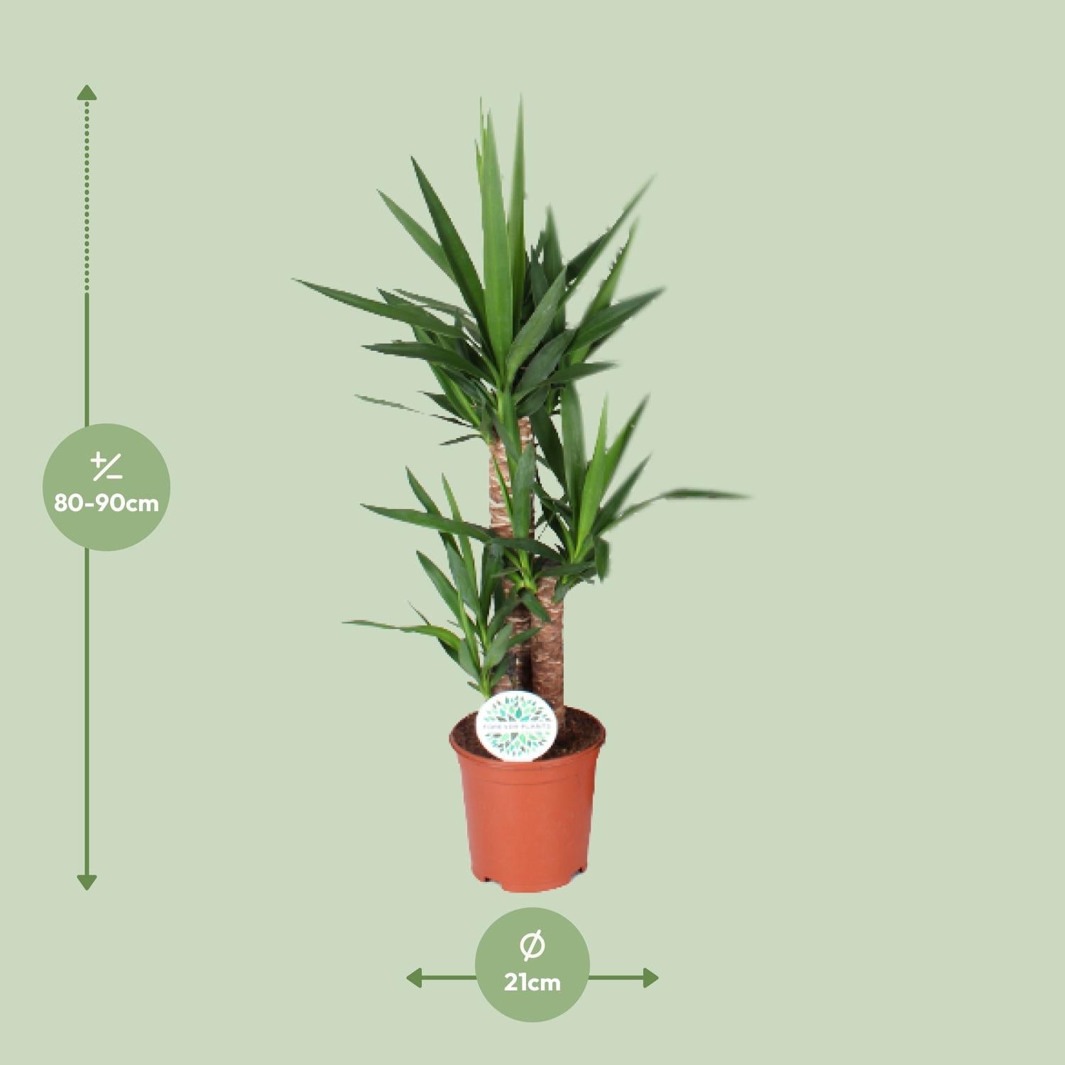 Everspring groene kamerplant in terracotta pot van 21 cm diameter met hoogte van 80-90 cm