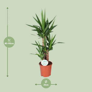 Everspring groene kamerplant in terracotta pot van 21 cm diameter met hoogte van 80-90 cm