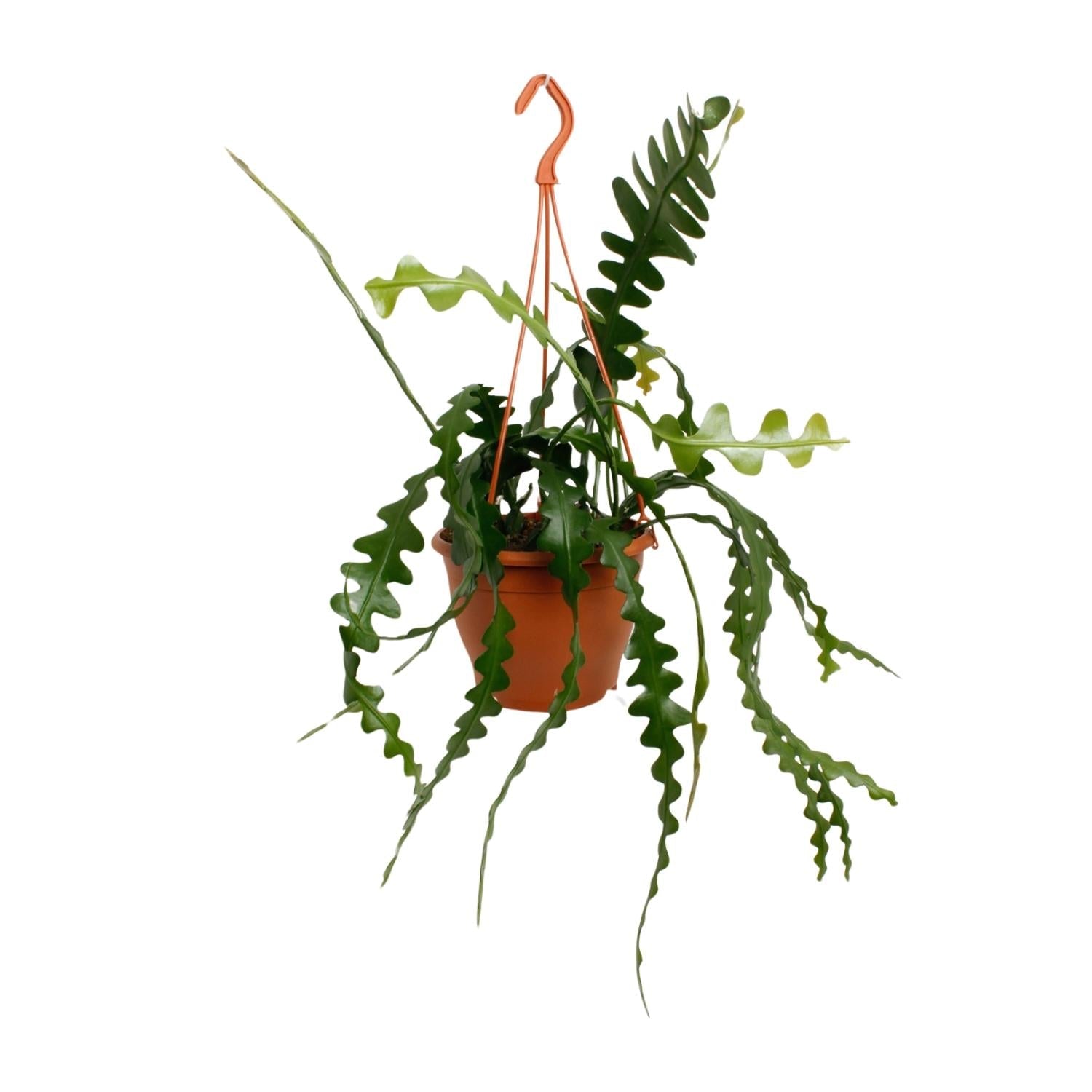 Everspring zaagcactus kopen in hangpot met lange groene golvende bladeren voor binnendecoratie