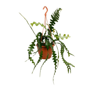 Everspring zaagcactus kopen in hangpot met lange groene golvende bladeren voor binnendecoratie