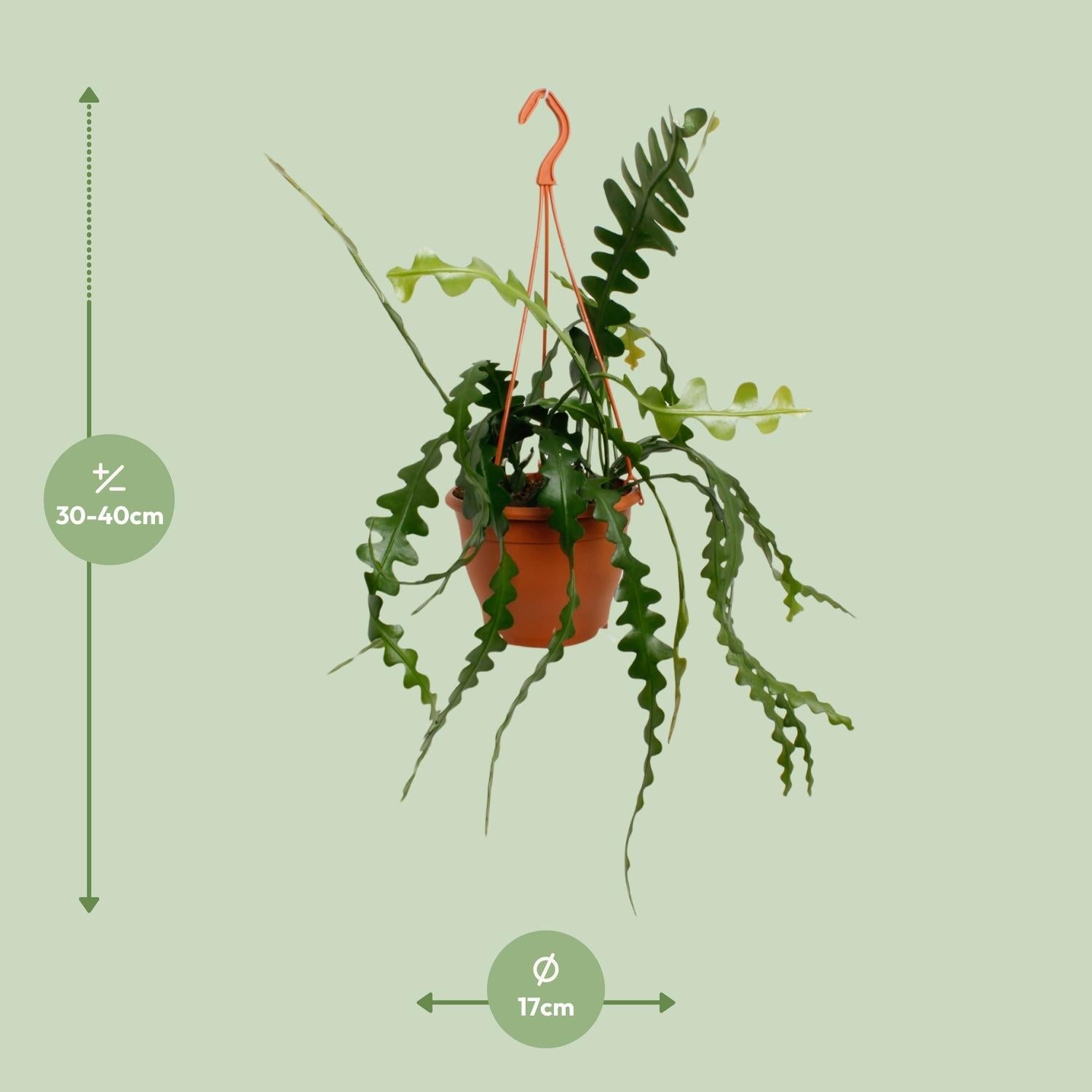 Zaagcactus kopen hangplant in oranje pot met groene bladeren van Everspring