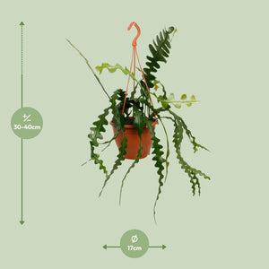 Zaagcactus kopen hangplant in oranje pot met groene bladeren van Everspring